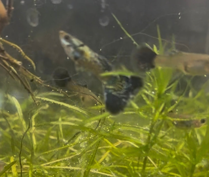Green Dragon Guppy