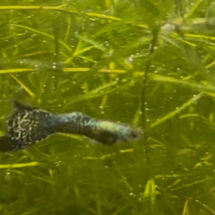 Green Dragon Guppy