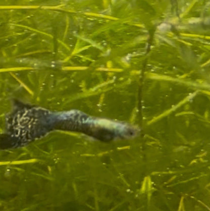 Green Dragon Guppy