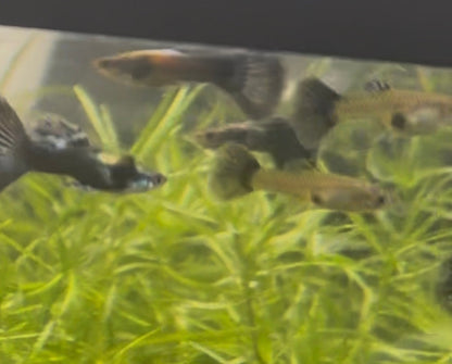 Green Dragon Guppy