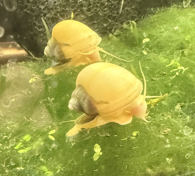 Mystery Snail