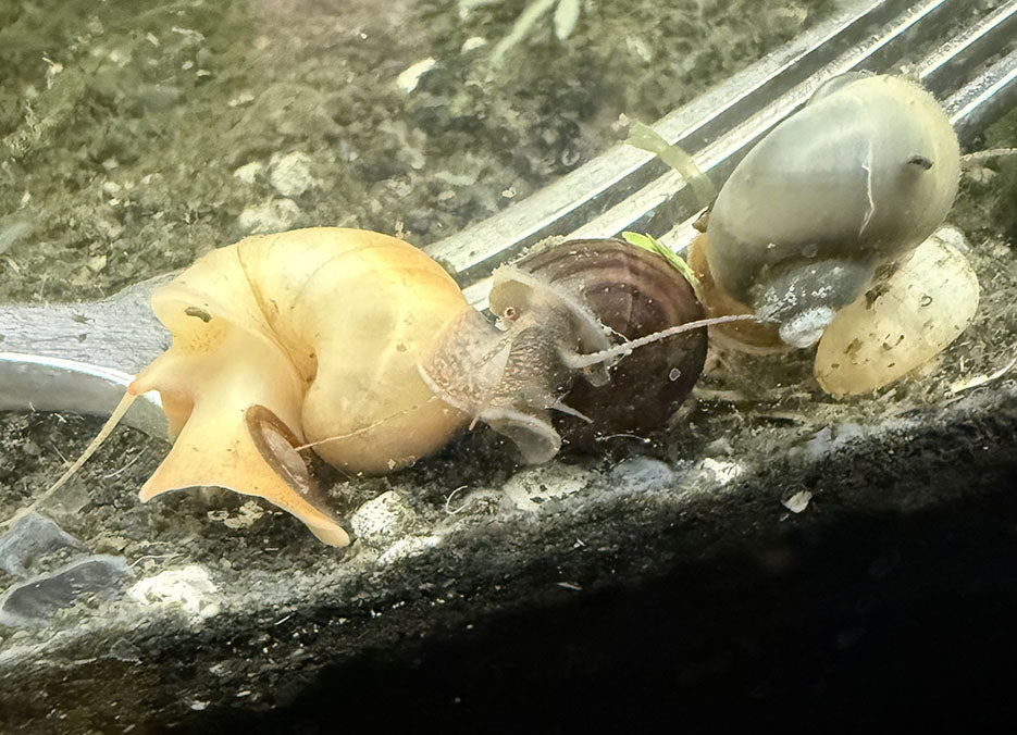 Mystery Snail