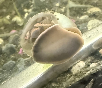Mystery Snail