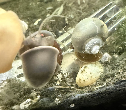 Mystery Snail