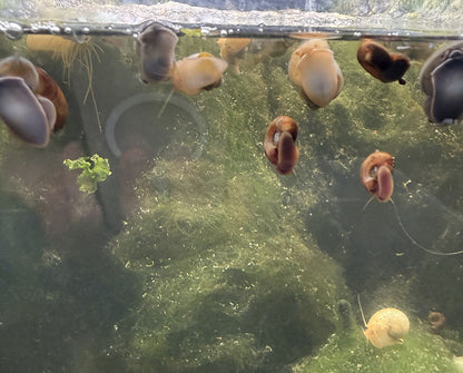 Mystery Snail