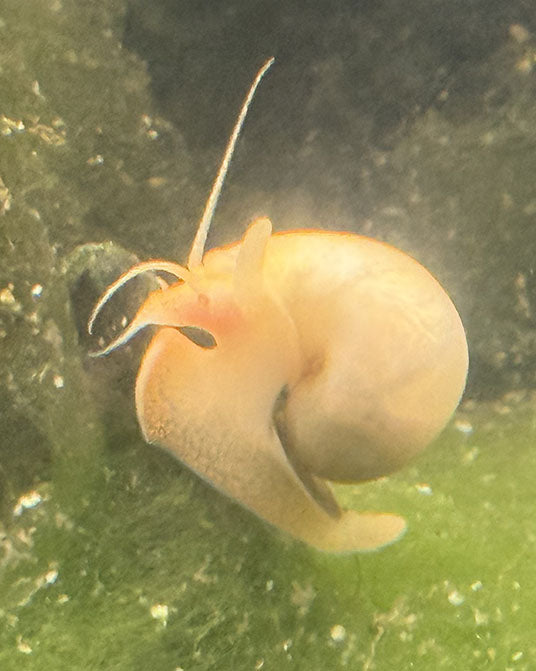 Mystery Snail