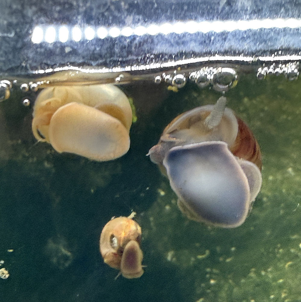 Mystery Snail