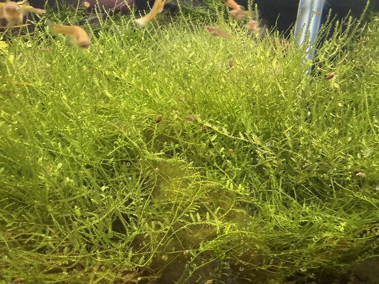 Taiwan Moss