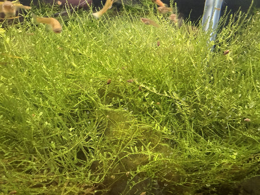 Taiwan Moss