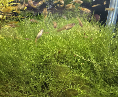 Taiwan Moss