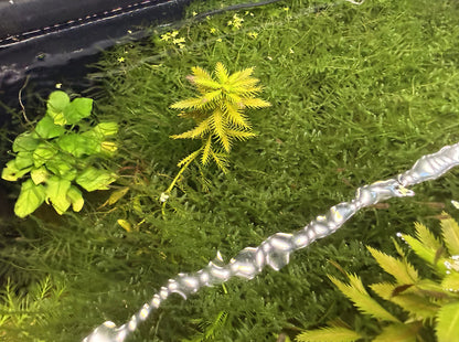Taiwan Moss