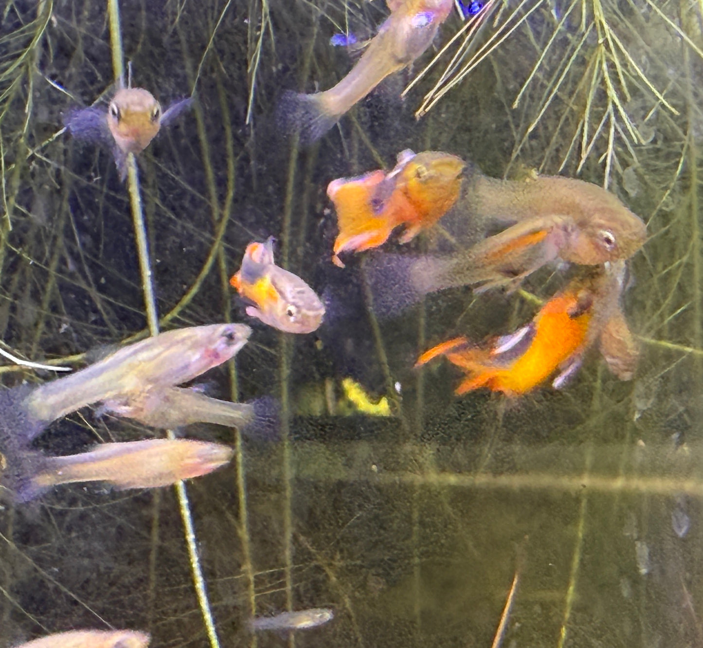 Yellow Tuxedo Endler