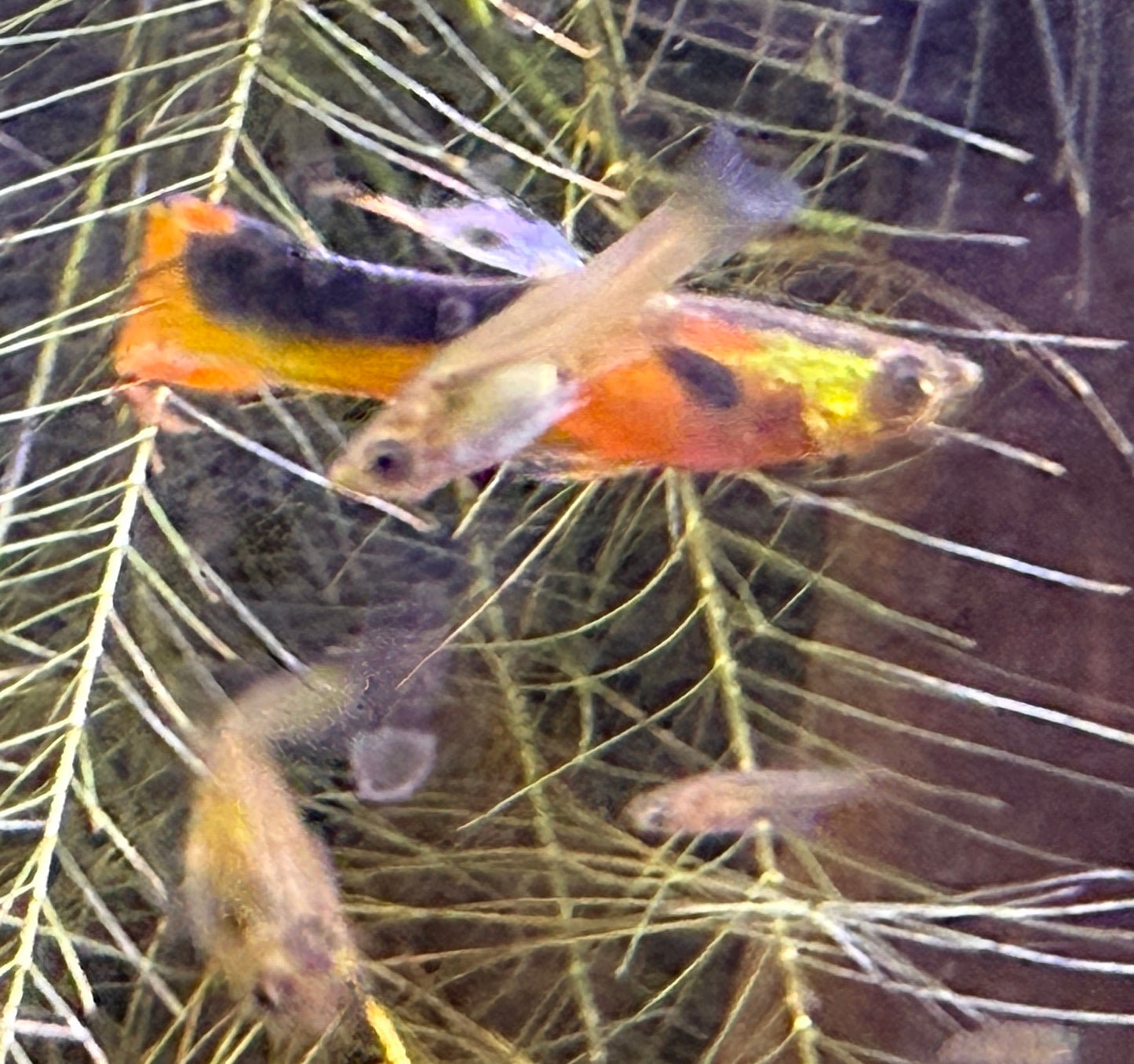 Yellow Tuxedo Endler