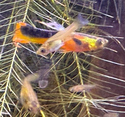 Yellow Tuxedo Endler
