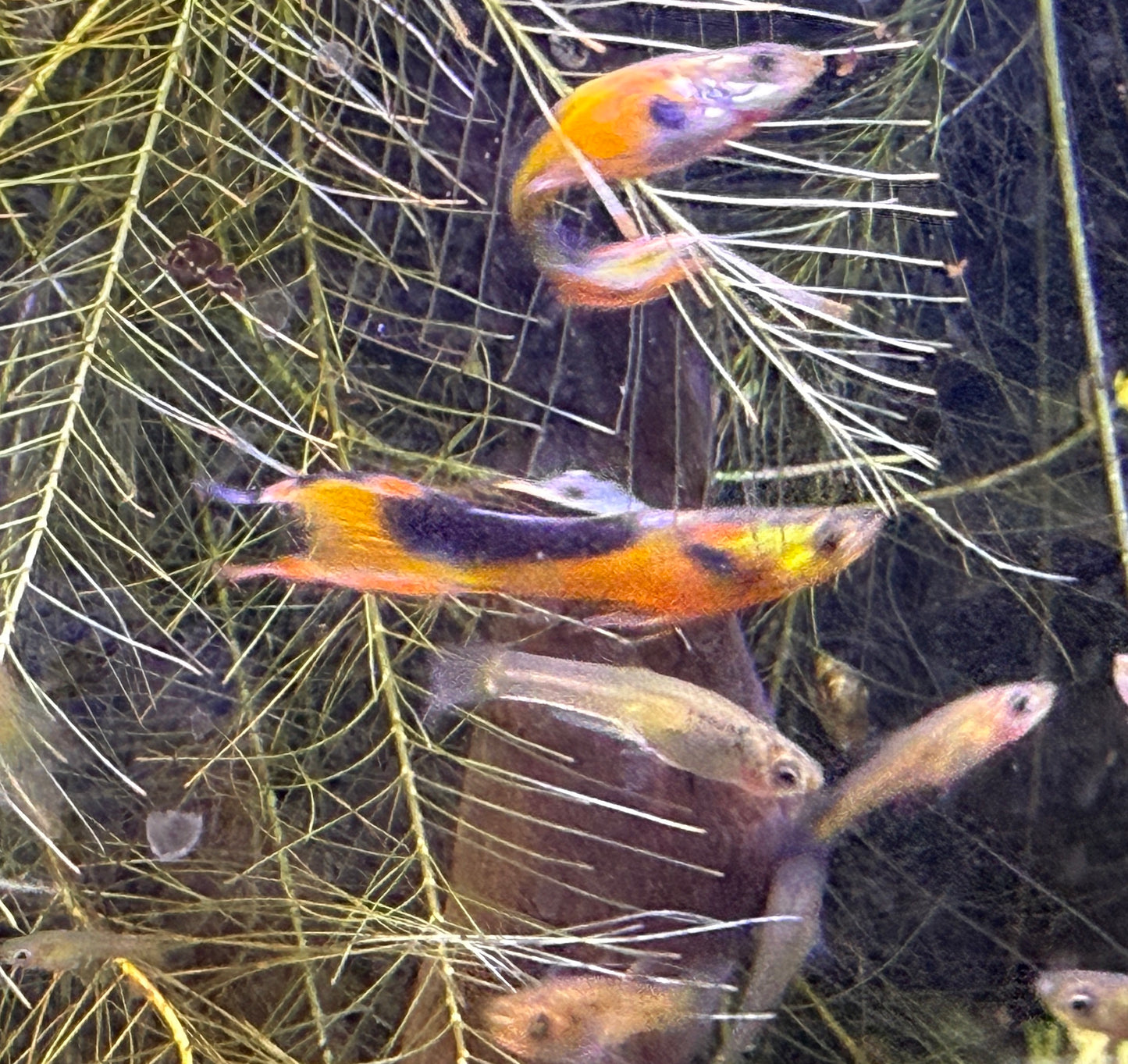 Yellow Tuxedo Endler