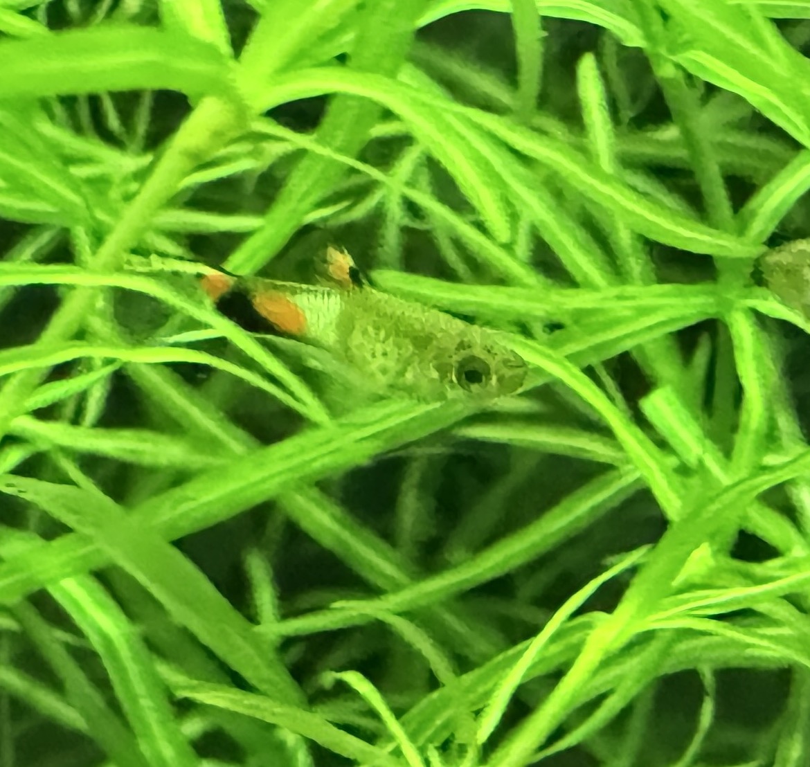 Blue Snakeskin Endlers
