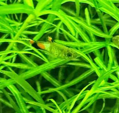 Blue Snakeskin Endlers