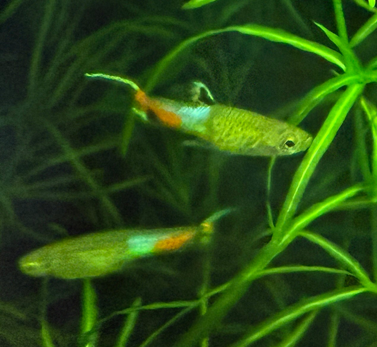 Blue Snakeskin Endlers