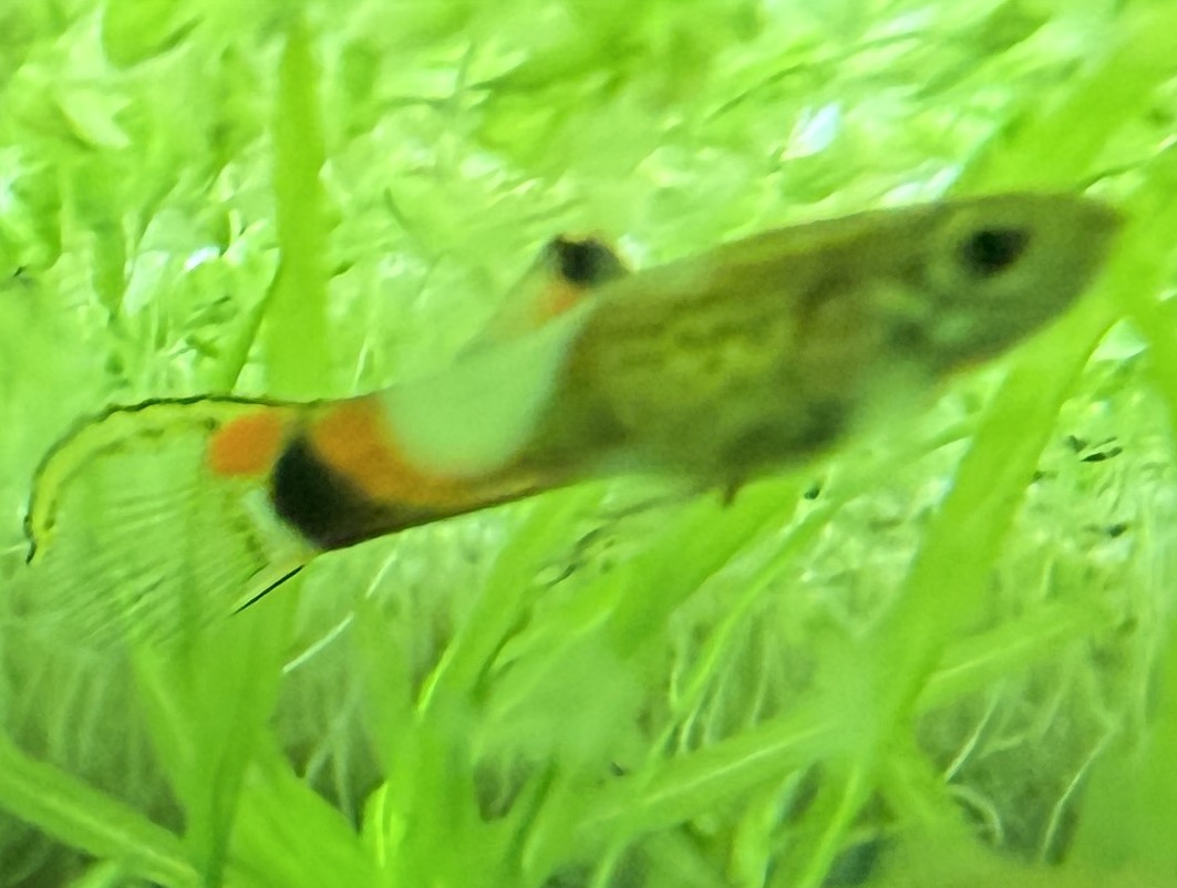 Blue Snakeskin Endlers