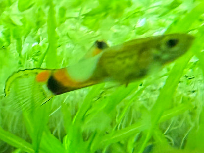 Blue Snakeskin Endlers