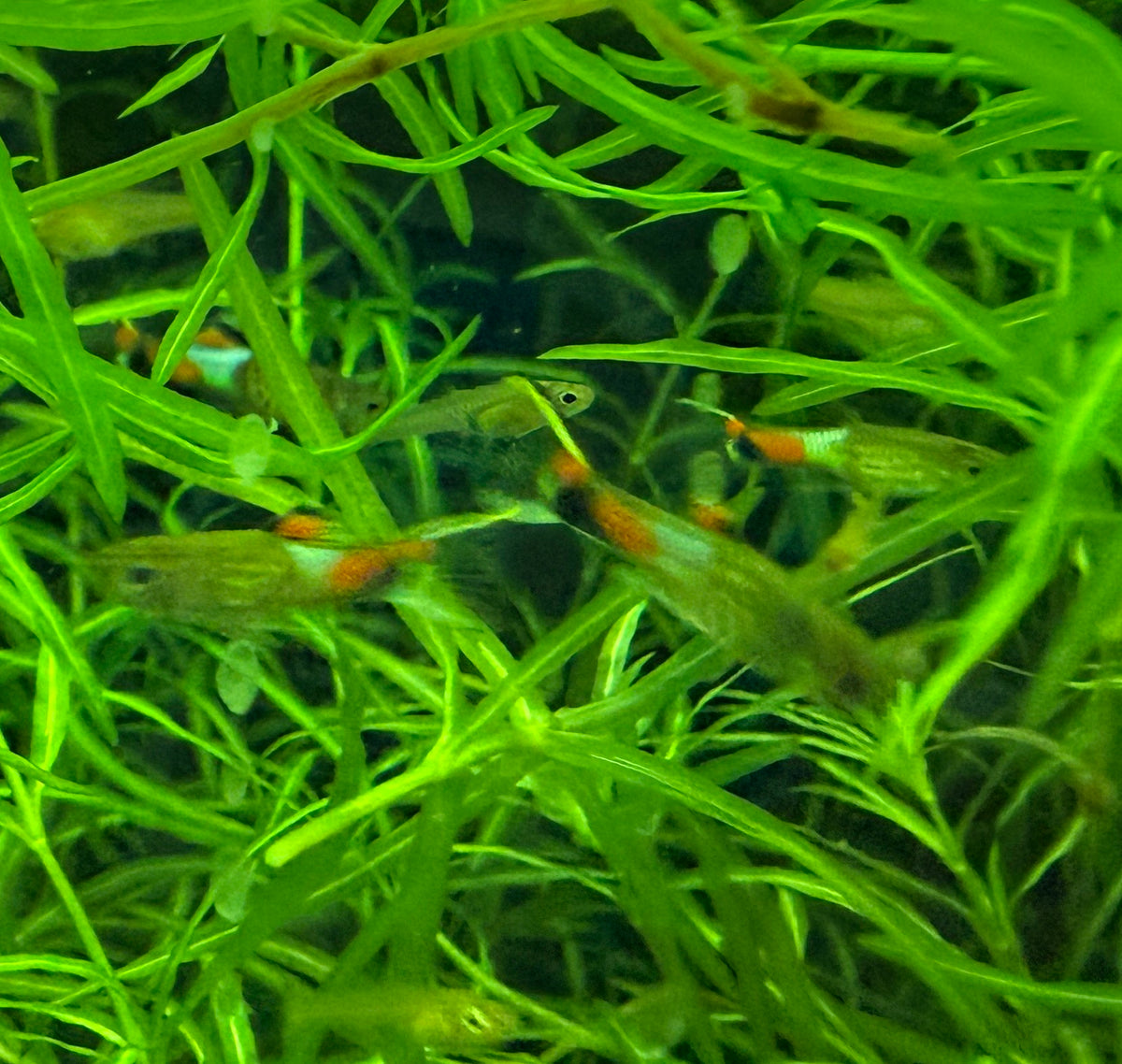 Blue Snakeskin Endlers