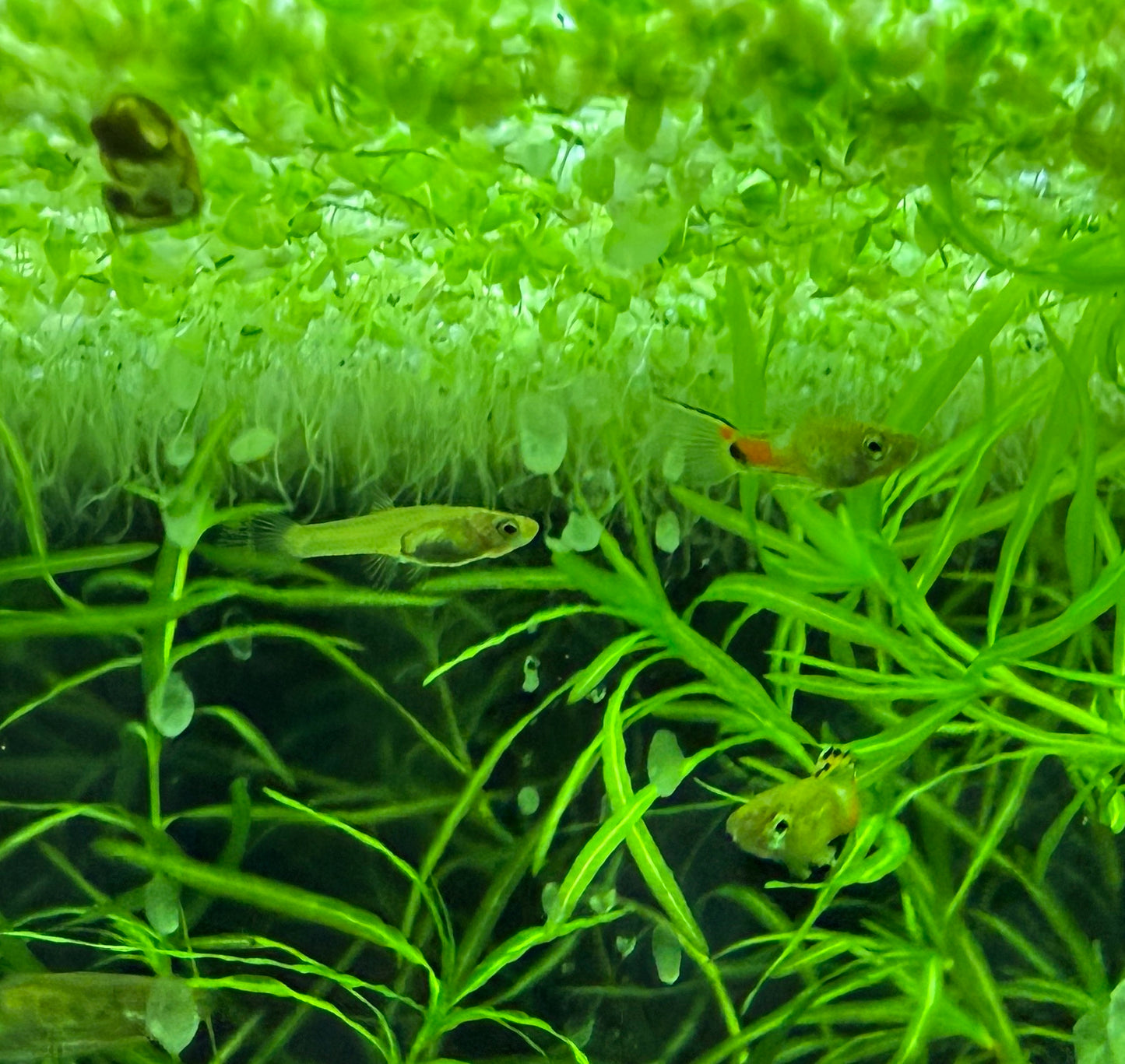 Blue Snakeskin Endlers