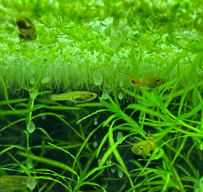Blue Snakeskin Endlers