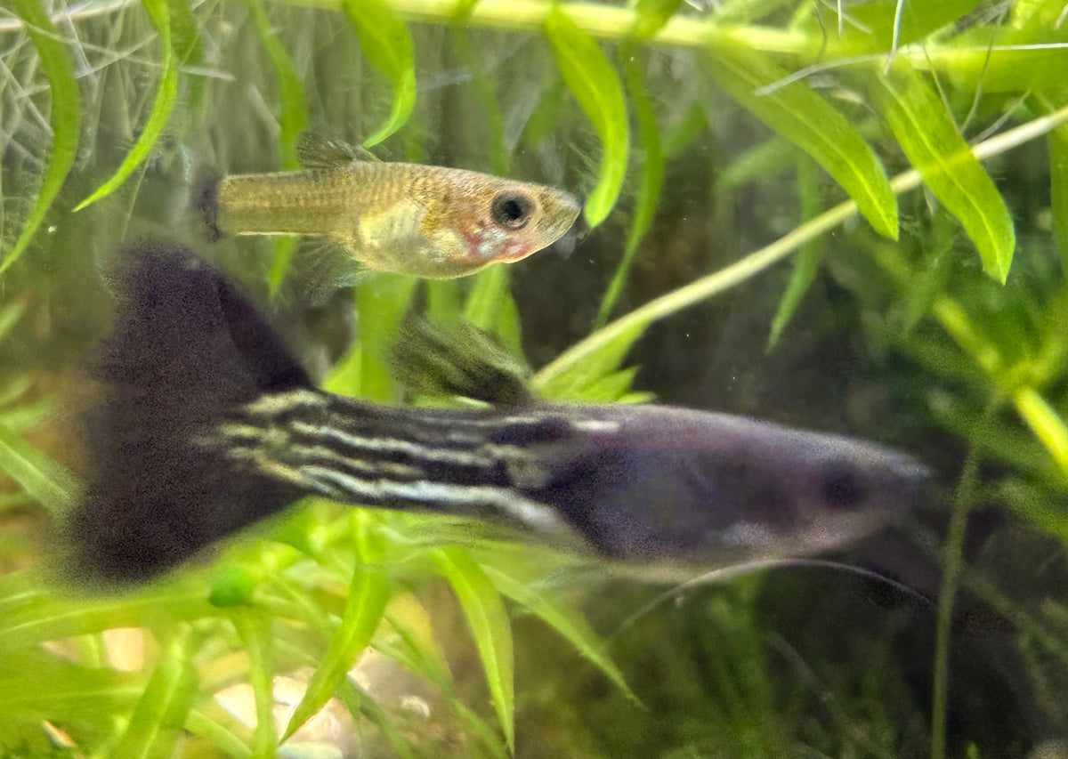 Black Metal Lace Guppy