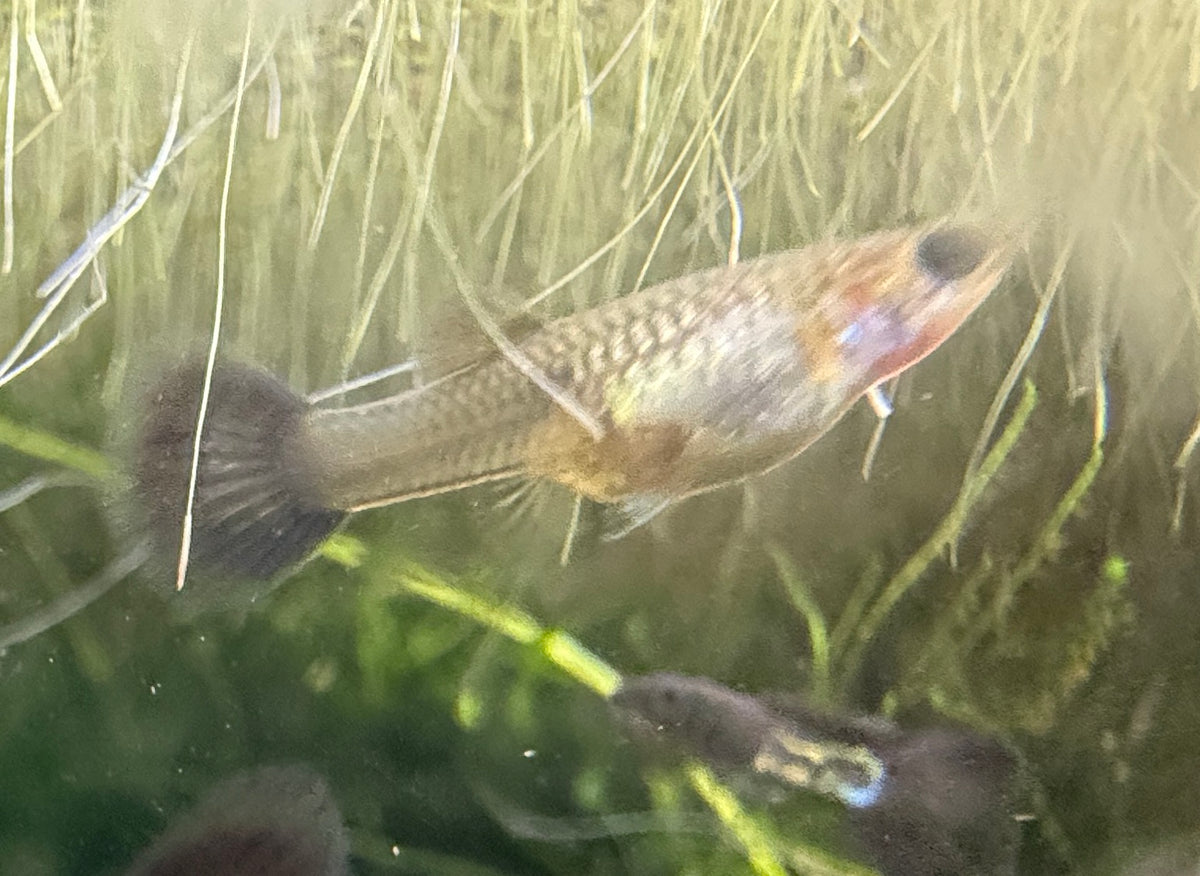 Black Metal Lace Guppy
