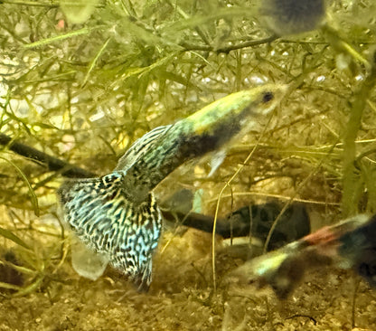 Green Dragon Guppy