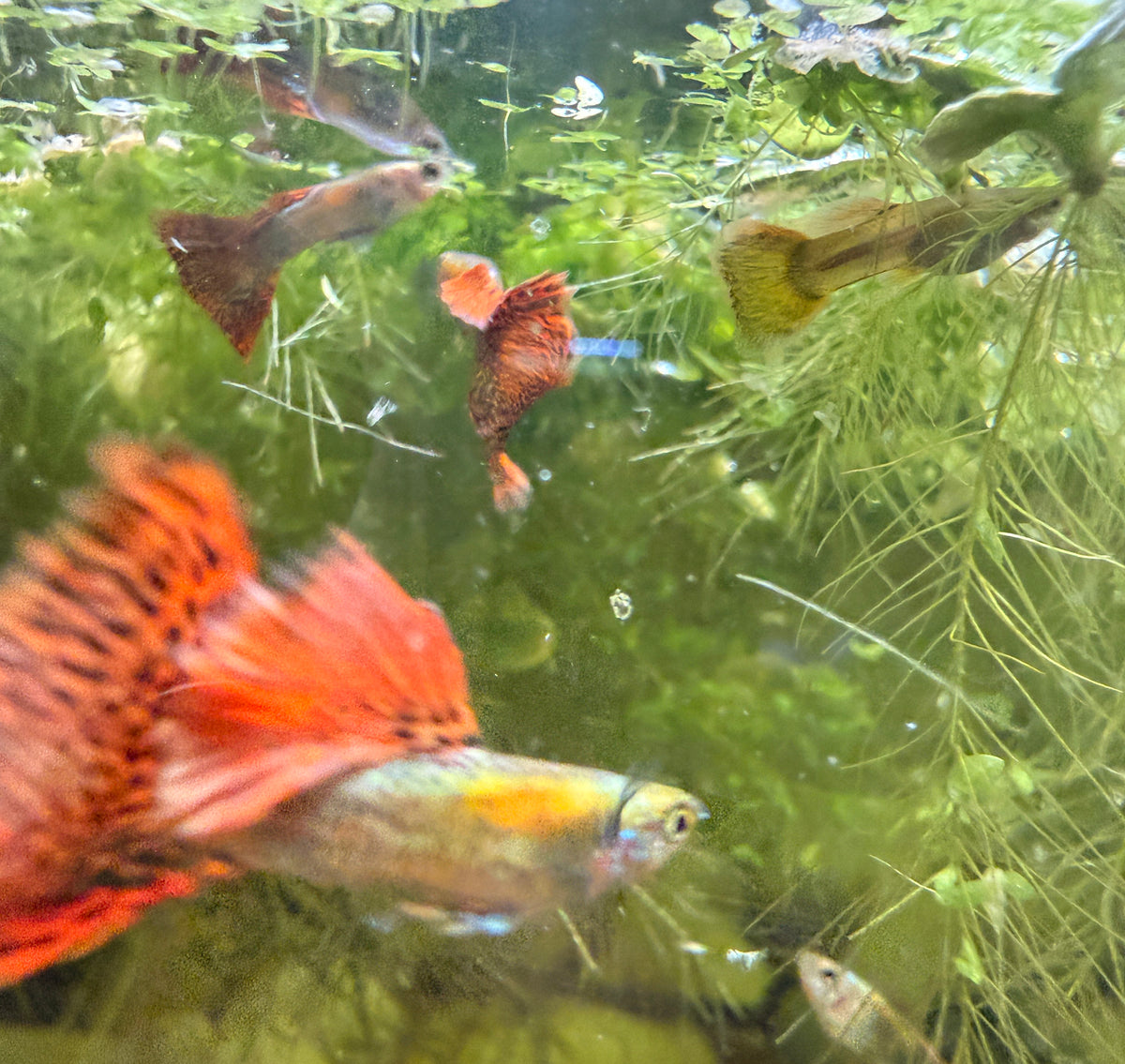 Red Dragon Guppy
