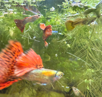 Red Dragon Guppy