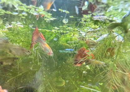Red Dragon Guppy