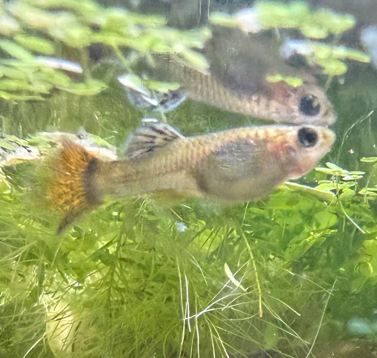 Red Dragon Guppy