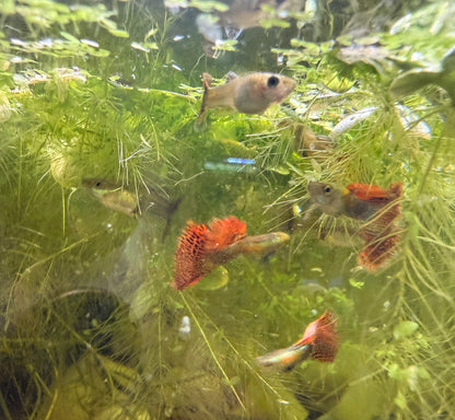 Red Dragon Guppy