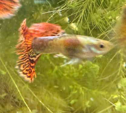 Red Dragon Guppy
