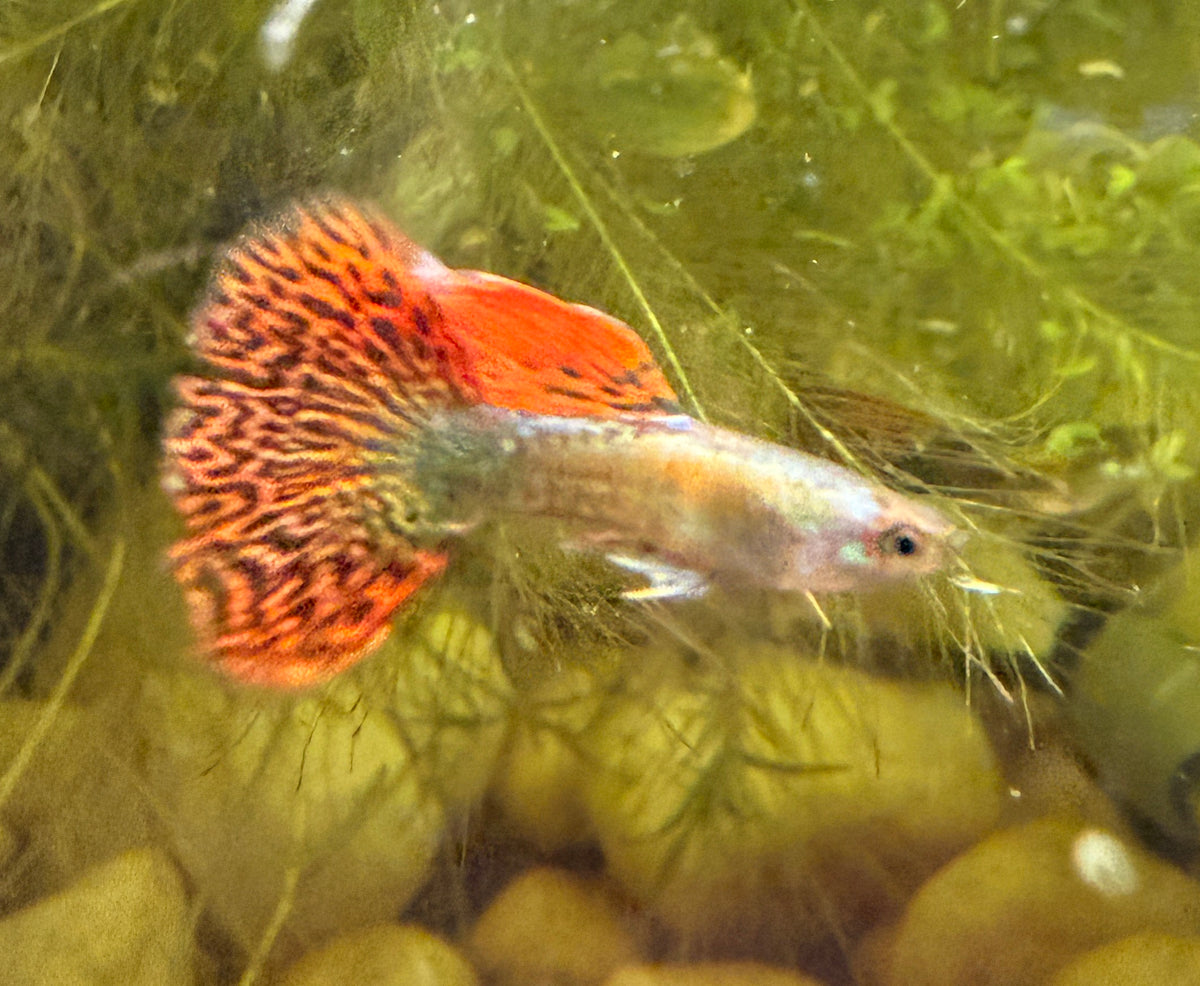 Red Dragon Guppy