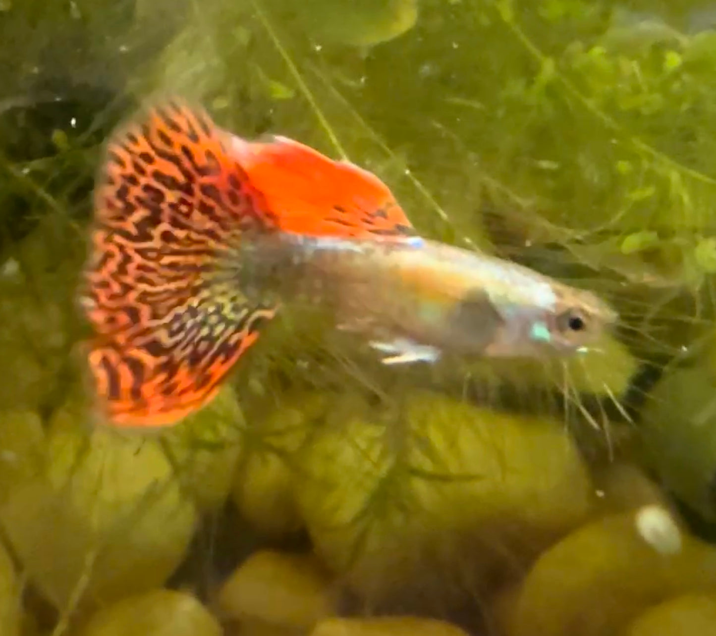 Red Dragon Guppy