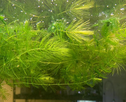 Hornwort (Ceratophyllum demersum)
