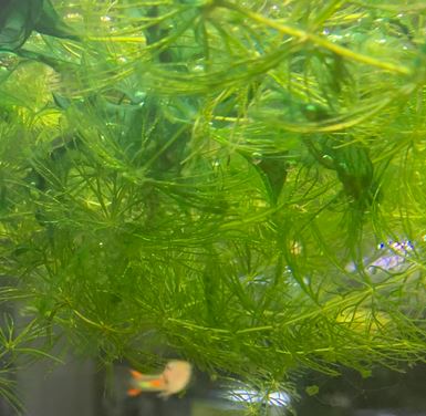 Hornwort (Ceratophyllum demersum)