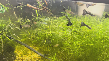 Green Dragon Guppy