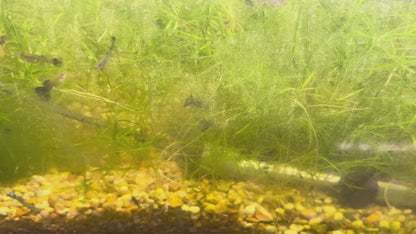 Green Dragon Guppy