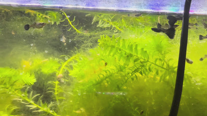 Black Metal Lace Guppy