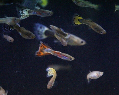 Assorted Guppies