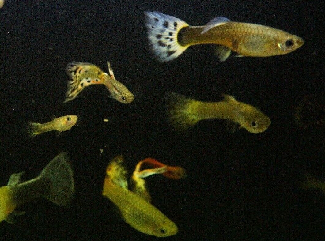 Assorted Guppies