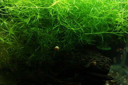Guppy Grass