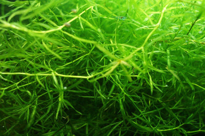 Guppy Grass