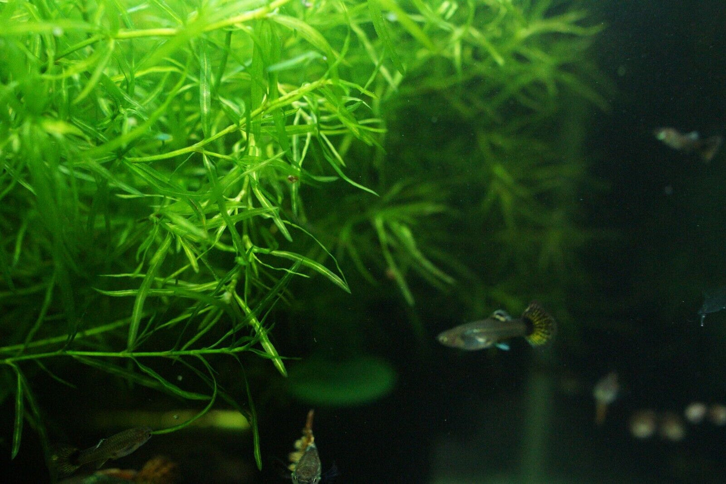 Guppy Grass