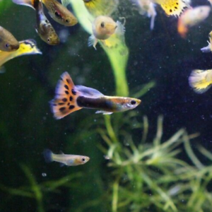 Assorted Guppies