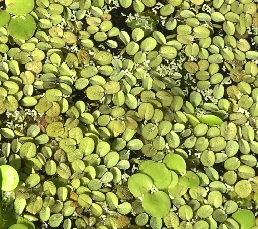 Water Spangles with Duckweed
